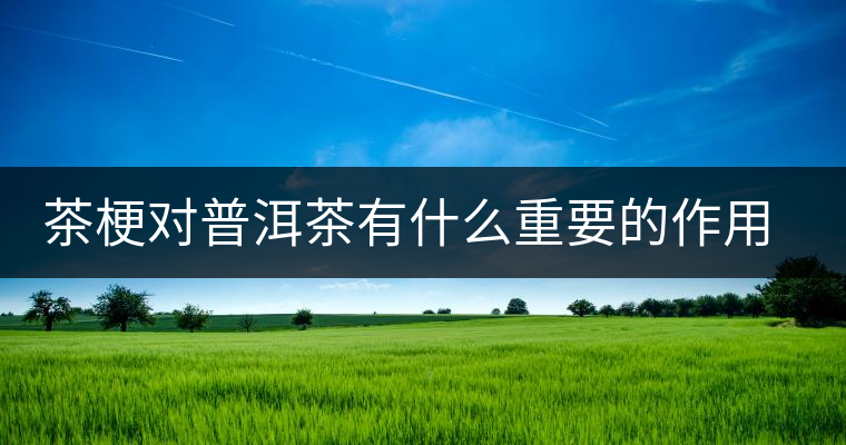 茶梗對普洱茶有什么重要的作用？丨知識
