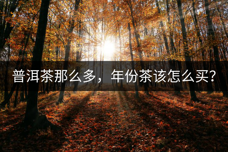 普洱茶那么多，年份茶該怎么買？