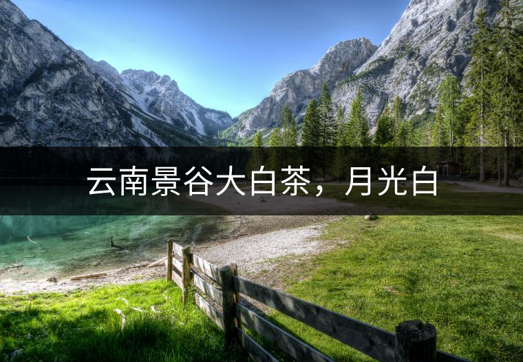 云南景谷大白茶，月光白