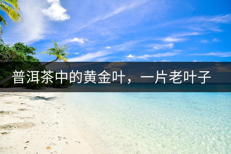 普洱茶中的黃金葉，一片老葉子的成功逆襲