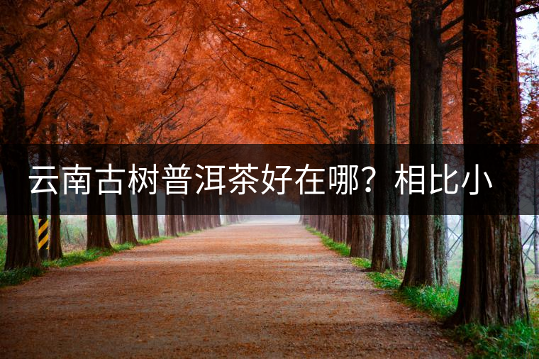 云南古樹普洱茶好在哪？相比小樹茶、臺地茶有何不同？