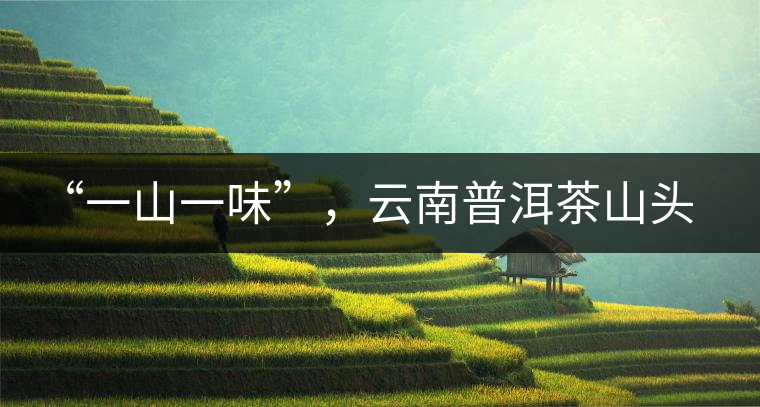 “一山一味”，云南普洱茶山頭茶的真實意義！