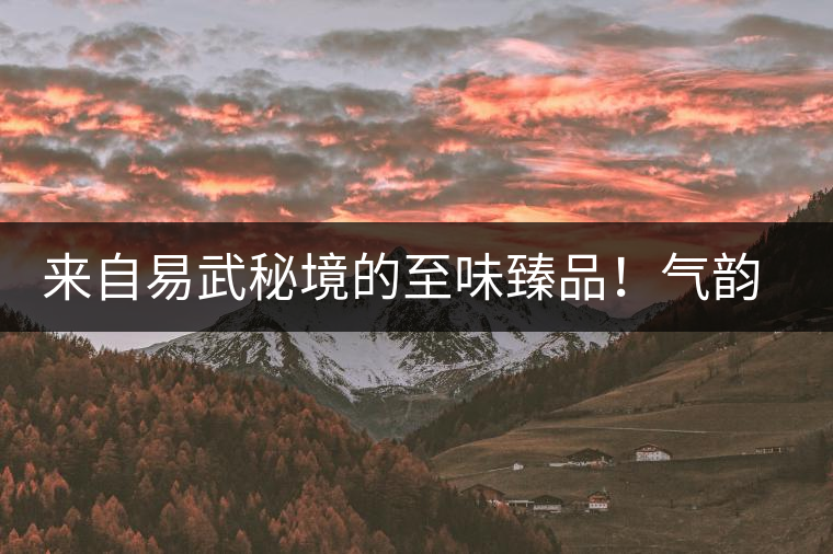 來自易武秘境的至味臻品！氣韻強(qiáng)勁，余韻深邃，一口喚醒你的味蕾~
