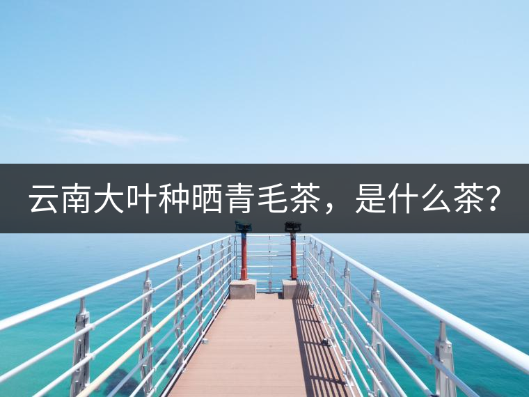云南大葉種曬青毛茶，是什么茶？
