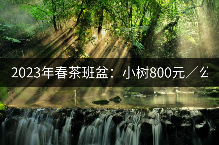 2023年春茶班盆：小樹800元／公斤，古樹1600-2200元／公斤
