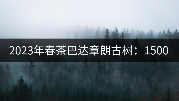 2023年春茶巴達(dá)章朗古樹(shù)：1500-1600元／公斤，喬木250元／公斤