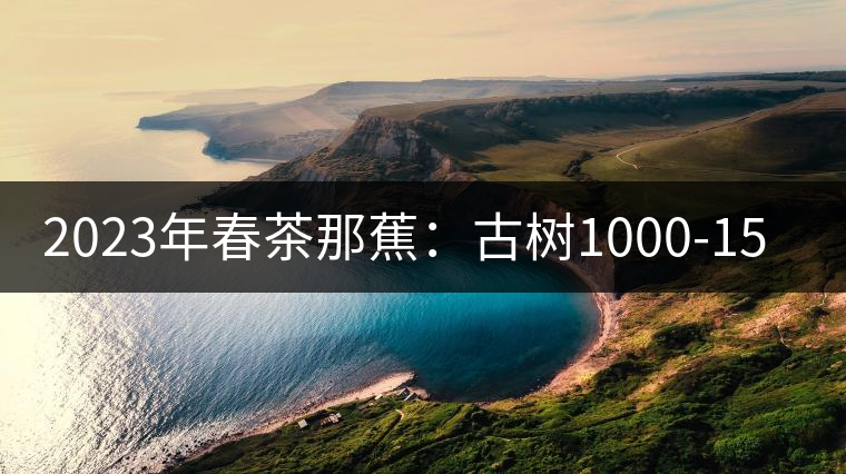 2023年春茶那蕉：古樹1000-1500元／公斤，中樹600-800元／公斤