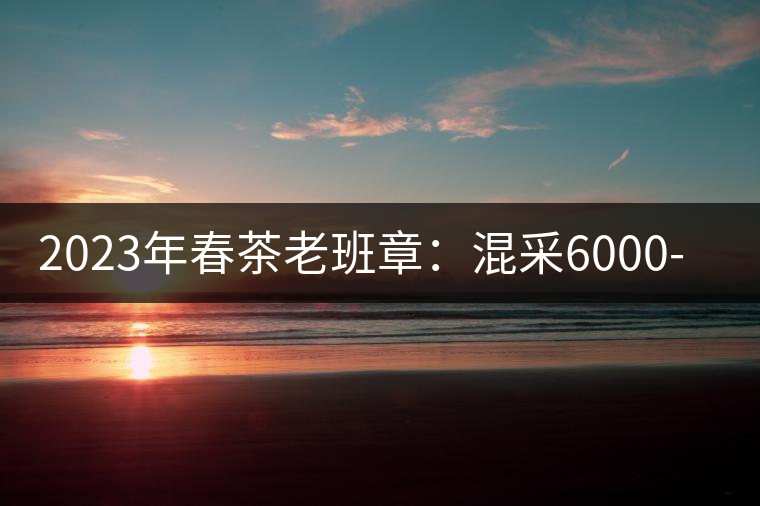2023年春茶老班章：混采6000-8000元／公斤，挑采：12000元／公斤