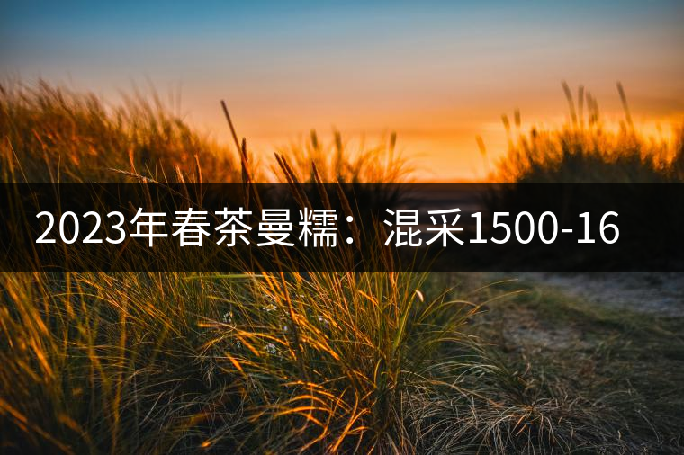 2023年春茶曼糯：混采1500-1600元／公斤，挑采2000-2400元／公斤