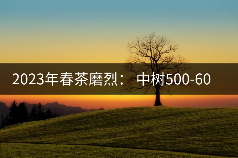 2023年春茶磨烈： 中樹500-600元／公斤，古樹混采：2200-2600元／公斤