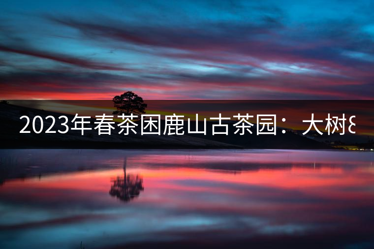 2023年春茶困鹿山古茶園：大樹8000-12000元／公斤，周邊小樹200-300元／公斤