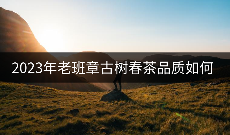 2023年老班章古樹春茶品質(zhì)如何？