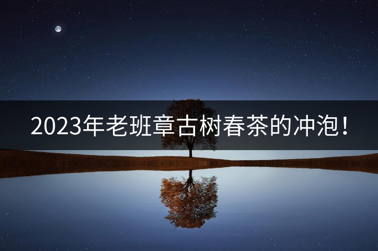 2023年老班章古樹春茶的沖泡！