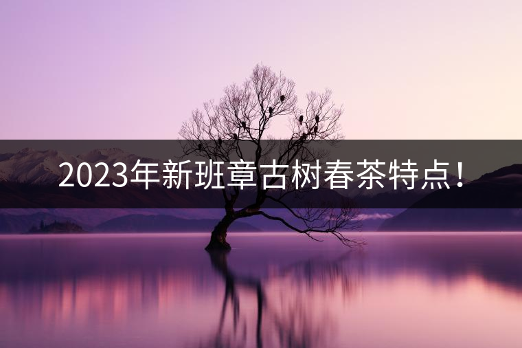 2023年新班章古樹春茶特點！