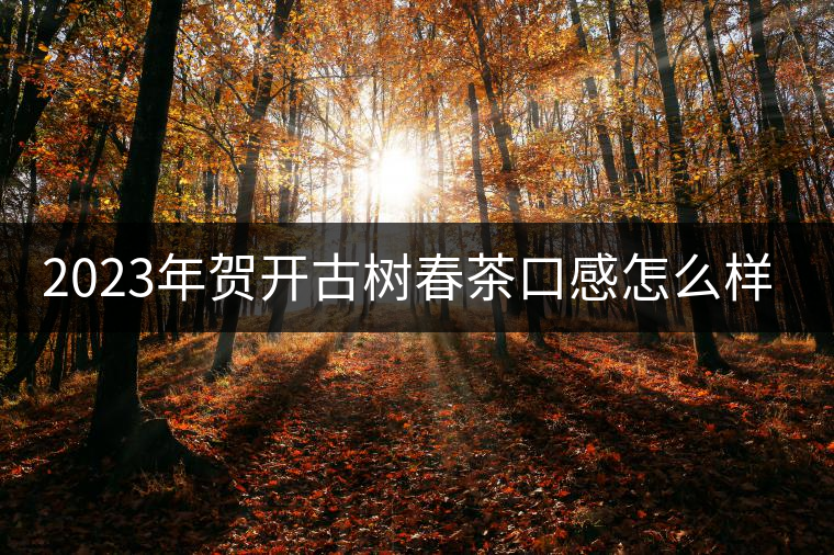 2023年賀開古樹春茶口感怎么樣？