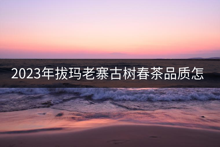 2023年拔瑪老寨古樹春茶品質(zhì)怎么樣？