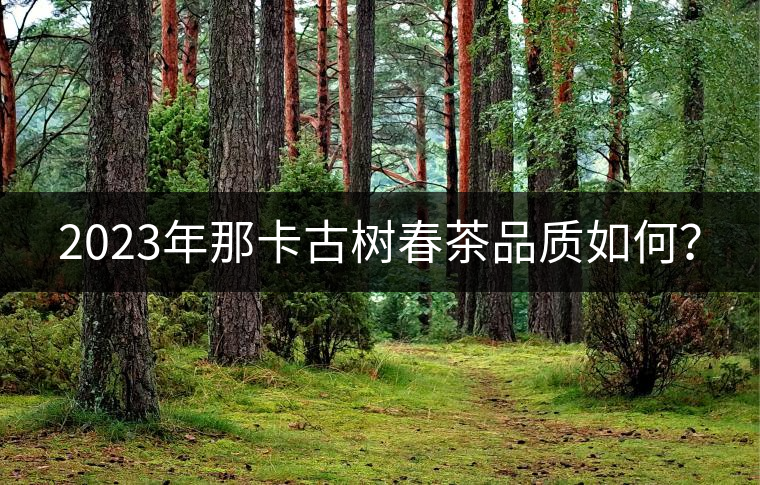 2023年那卡古樹春茶品質(zhì)如何？