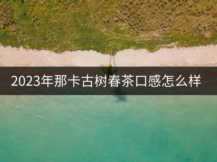 2023年那卡古樹春茶口感怎么樣？