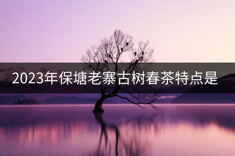 2023年保塘老寨古樹春茶特點是什么？