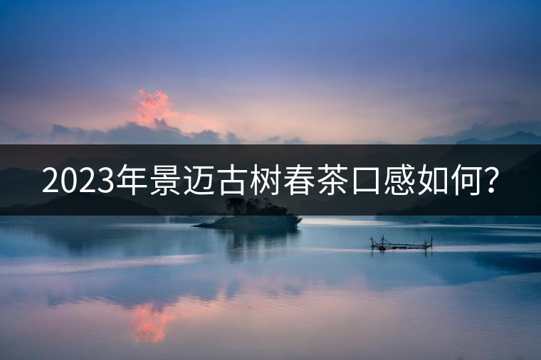 2023年景邁古樹春茶口感如何？