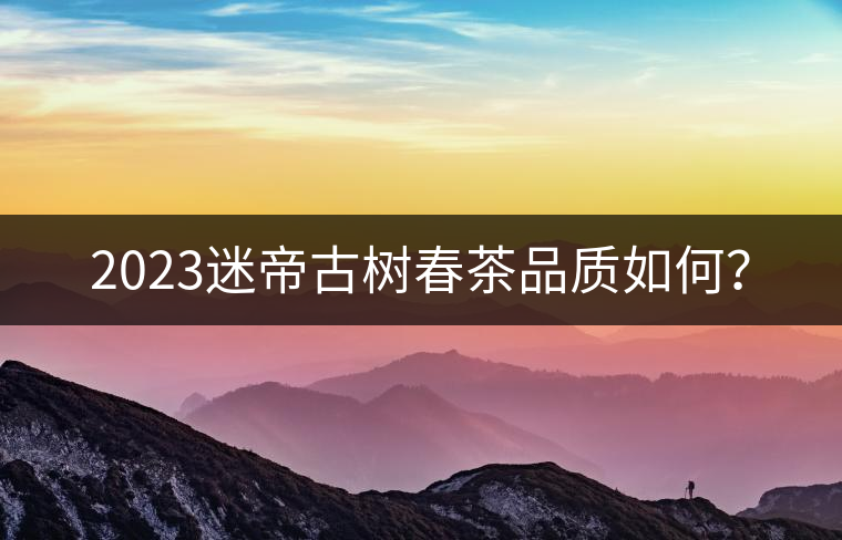 2023迷帝古樹(shù)春茶品質(zhì)如何？