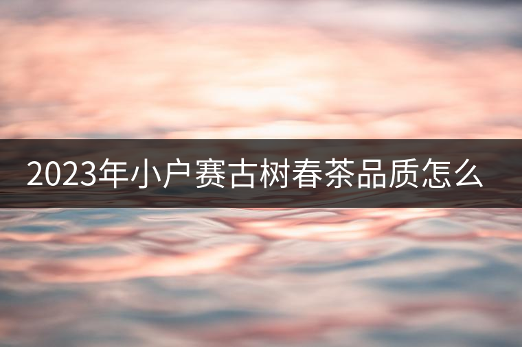 2023年小戶賽古樹(shù)春茶品質(zhì)怎么樣？