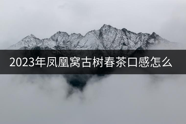 2023年鳳凰窩古樹春茶口感怎么樣？