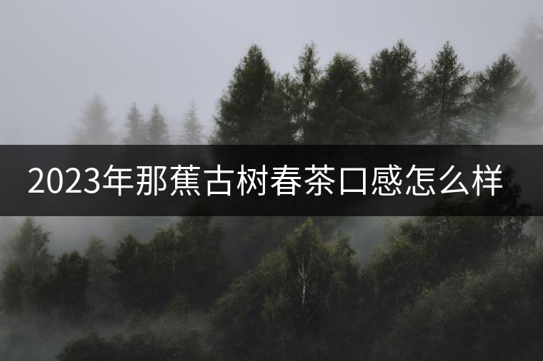 2023年那蕉古樹春茶口感怎么樣？