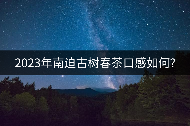 2023年南迫古樹春茶口感如何?
