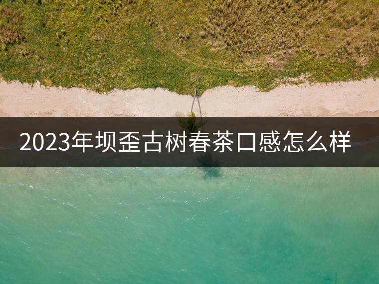 2023年壩歪古樹春茶口感怎么樣？