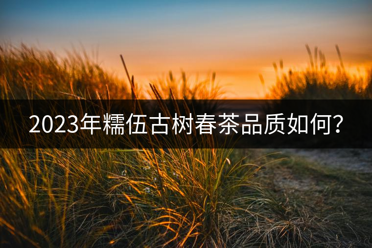 2023年糯伍古樹春茶品質(zhì)如何？