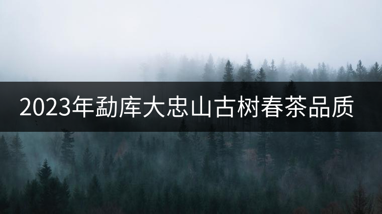 2023年勐庫大忠山古樹春茶品質(zhì)怎么樣？