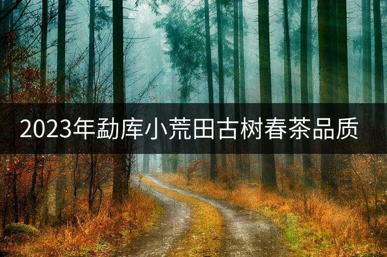 2023年勐庫小荒田古樹春茶品質(zhì)如何？