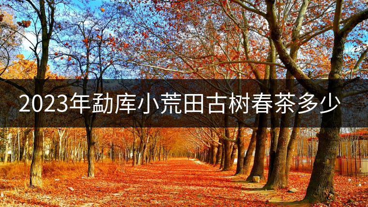 2023年勐庫(kù)小荒田古樹(shù)春茶多少一公斤？