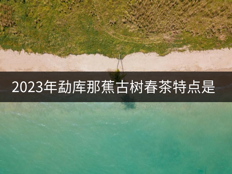 2023年勐庫那蕉古樹春茶特點是什么？