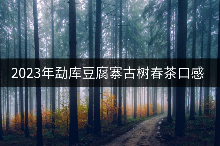 2023年勐庫豆腐寨古樹春茶口感怎么樣？
