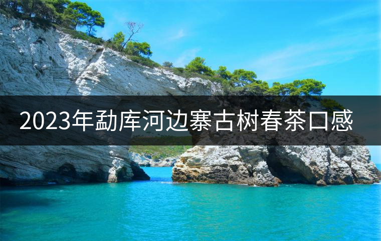 2023年勐庫(kù)河邊寨古樹(shù)春茶口感怎么樣？