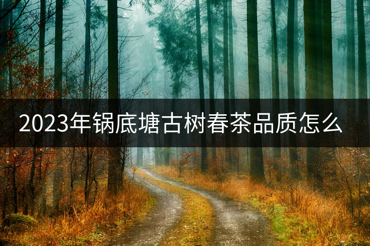 2023年鍋底塘古樹春茶品質(zhì)怎么樣？