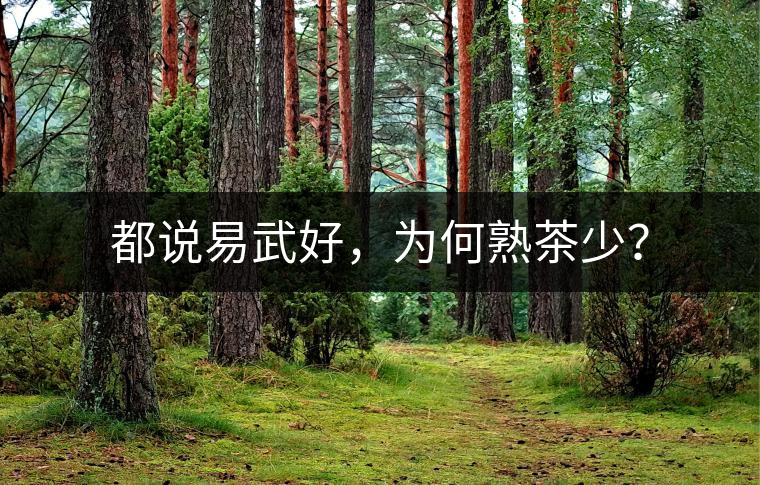 都說易武好，為何熟茶少？