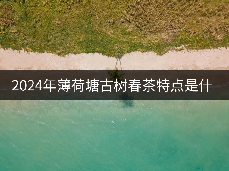2024年薄荷塘古樹春茶特點是什么？