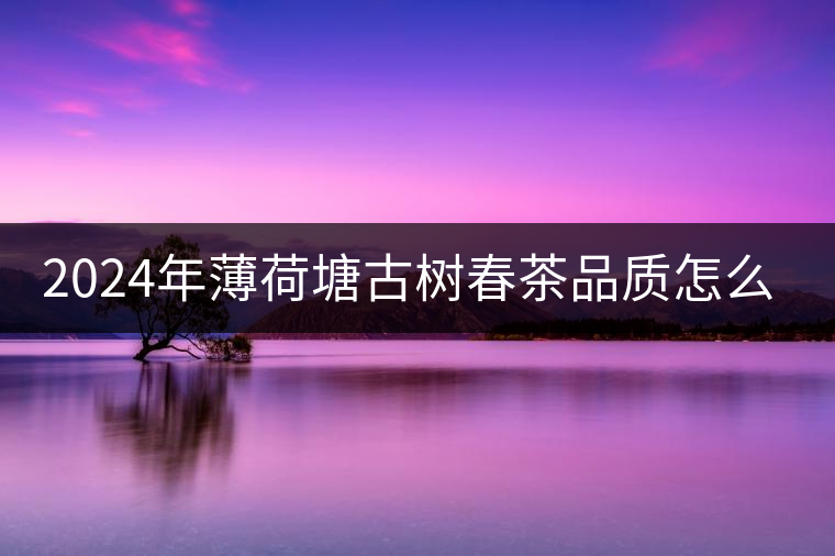 2024年薄荷塘古樹春茶品質(zhì)怎么樣？