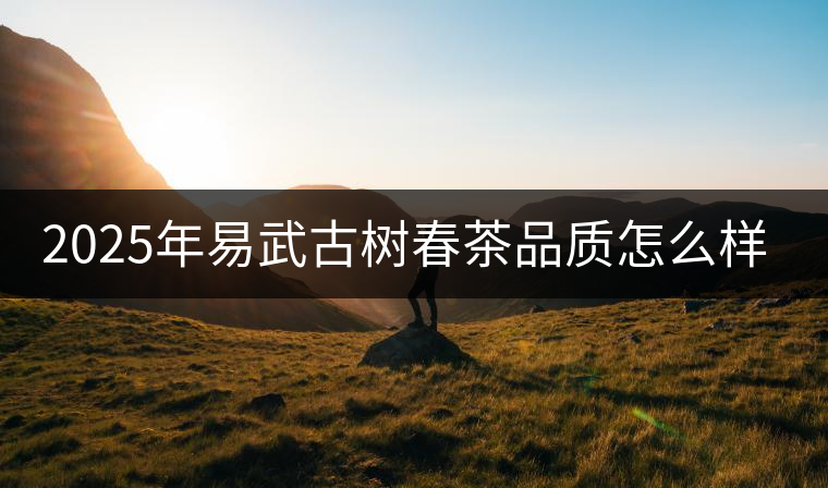 2025年易武古樹春茶品質(zhì)怎么樣？