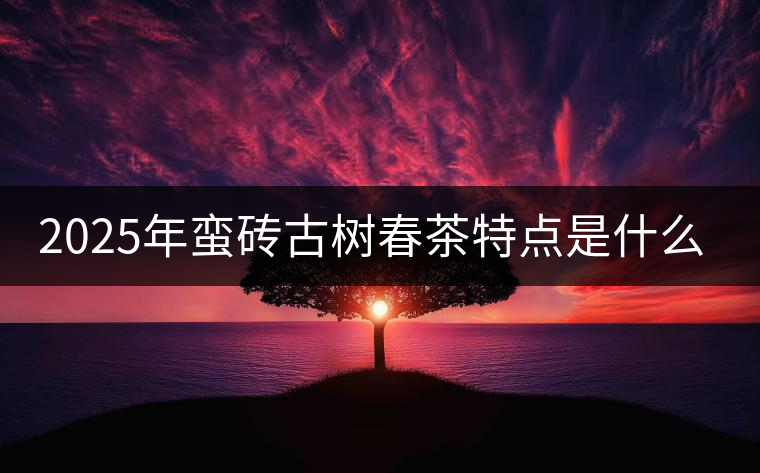 2025年蠻磚古樹春茶特點是什么？