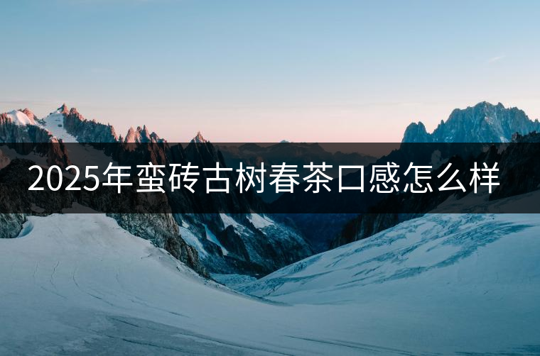 2025年蠻磚古樹春茶口感怎么樣？