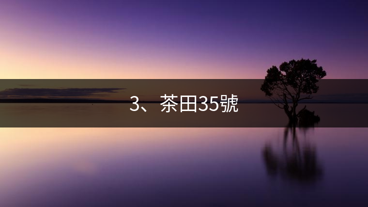 3、茶田35號