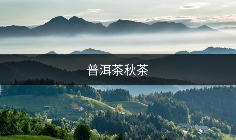普洱茶秋茶