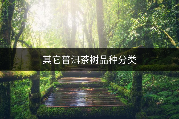 其它普洱茶樹(shù)品種分類(lèi)