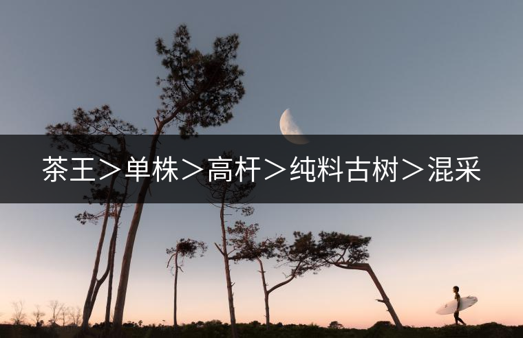 茶王＞單株＞高桿＞純料古樹＞混采