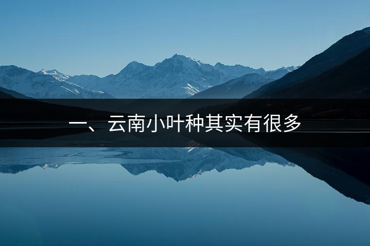 一、云南小葉種其實(shí)有很多