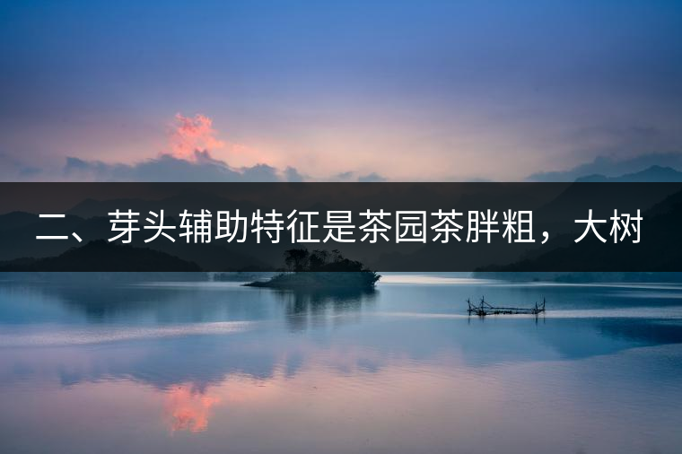 二、芽頭輔助特征是茶園茶胖粗，大樹茶反而精瘦。